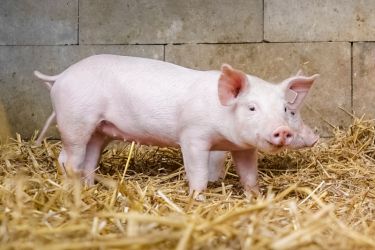 Ferkel im Stroh