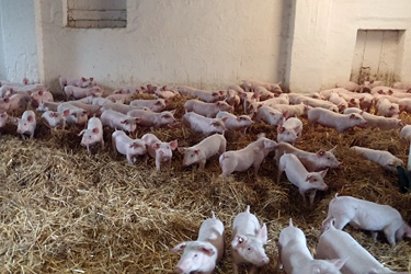 Ferkelaufzucht auf Stroh