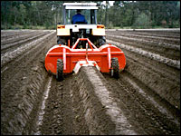 Spargeldämme ziehen