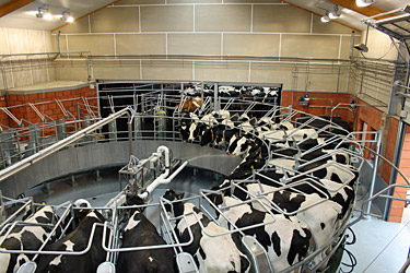 Außenmelkstand in Haus Riswick