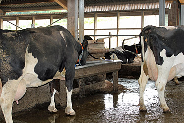 Genug Platz an der Trogtränke im Milchviehstall