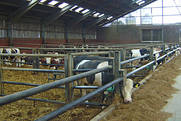 Träenken im Tretmiststall