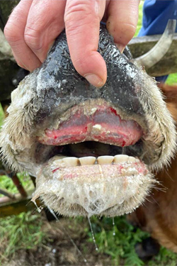 EHDV-Symptome beim Rind 1