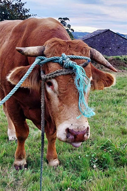 EHDV-Symptome beim Rind 2