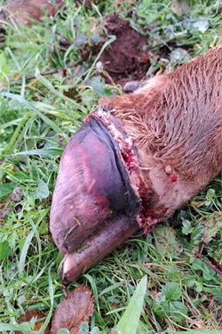 EHDV-Symptome beim Rind 3