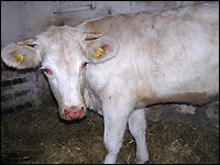 Katarrhalfieber beim Rind