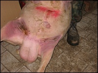 Kriebelmücken an Schafen