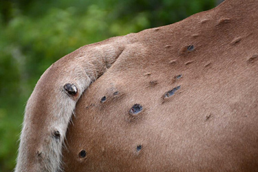 Lumpy Skin Disease beim Rind