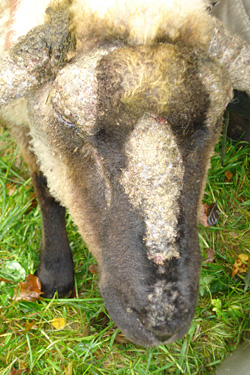 Sommerekzem am Schafkopf