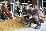 Auszubildender und Ausbilder am Rinderstall