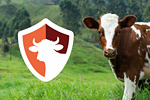 Biosicherheit Rind NRW