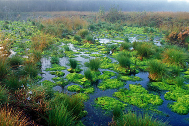 Moor bei Emsdetten. Foto: Dirk Grasse, piclease.com