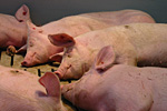 Müde Schweine