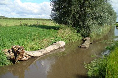 Totholz in der Kendel, Stammabschnitte