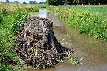 Totholz in der Kendel, Wurzelstumpf