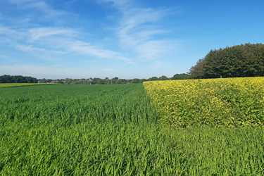 Zwischenfrüchte als Demoanlagen