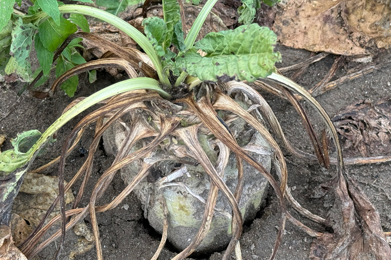 Abb. 7: Gummirüben sitzen meist locker im Boden