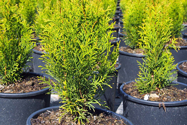 Thuja in der Baumschule