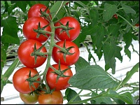 Tomaten