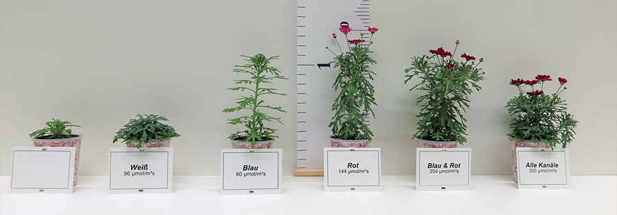 Argyranthemum, die unter verschiedenen Lichtfarben einer LED Belichtung unterschiedlich reagieren