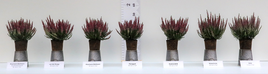Callunen in verschiedenen Substraten: von torfbetont (80 Vol-%) über torfreduziert (50 Vol-%) bis torffrei