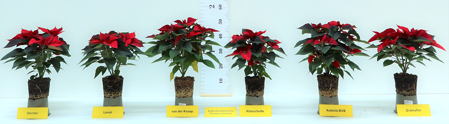 Euphorbien in verschiedenen torffreien Substraten