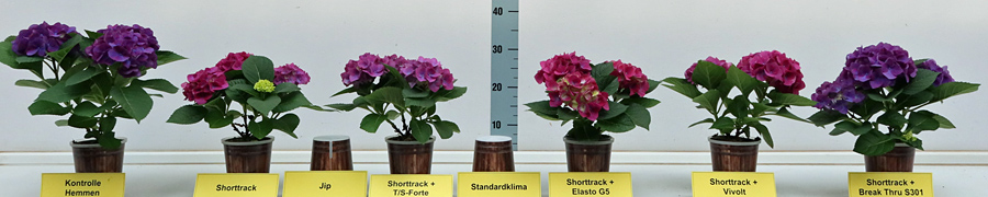 Hortensien in Blüte, nachdem während der Hemmstoffapplikation verschiedene Netzmittel geprüft wurden