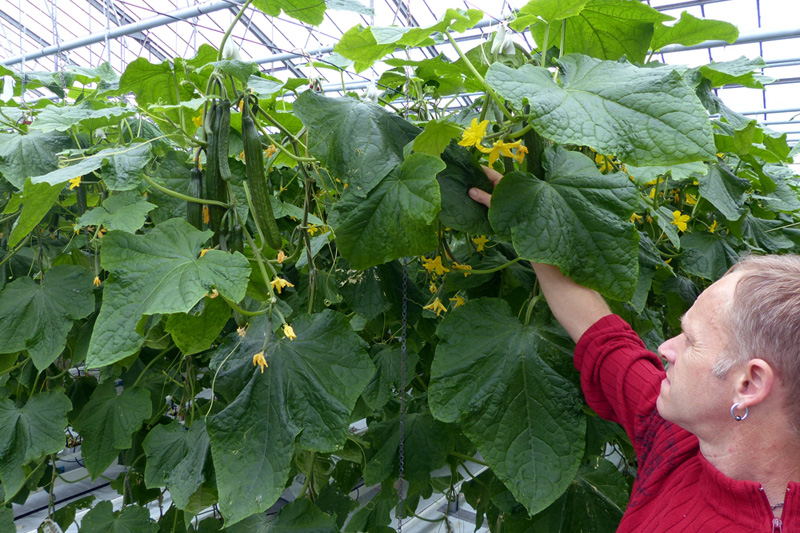 Fotorundgang 03 / 2017 Straelen