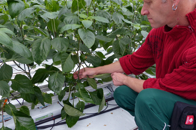 Fotorundgang 03 / 2017 Straelen