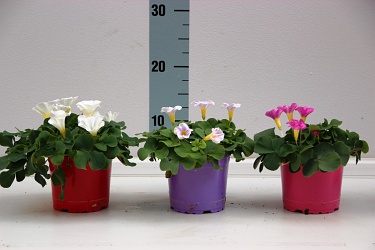 Fotorundgang 05 / 2018 Straelen