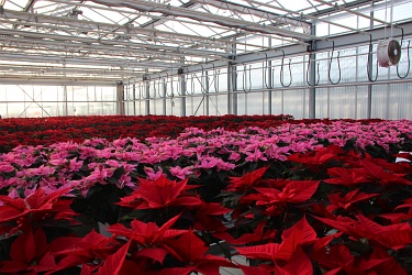 Fotorundgang 11 / 2018 Straelen