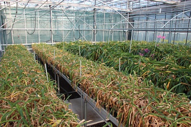 Fotorundgang 11 / 2018 Straelen