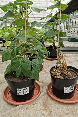 Fotorundgang 08 / 2019 Köln-Auweiler