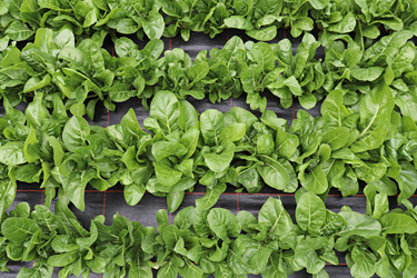 Fotorundgang 08 / 2019 Köln-Auweiler