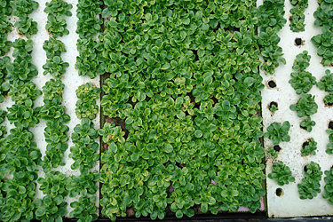 Fotorundgang 04 / 2019 Straelen