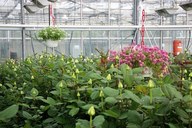 Fotorundgang 05 / 2019 Straelen