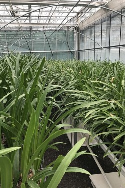 Fotorundgang 07 / 2019 Straelen