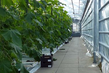 Fotorundgang 02 / 2020 Straelen