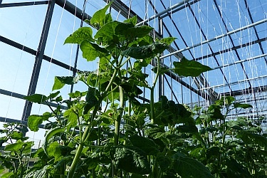 Fotorundgang 04 / 2020 Straelen