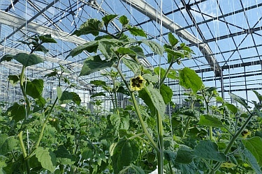 Fotorundgang 04 / 2020 Straelen