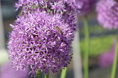 Fotorundgang 05 / 2020 Straelen