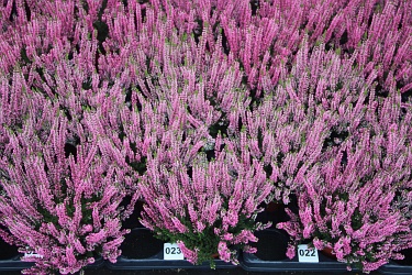 Fotorundgang 09 / 2020 Straelen