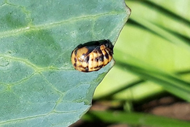 Fotorundgang 8 / 2021 Köln-Auweiler