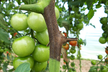 Fotorundgang 8 / 2021 Köln-Auweiler