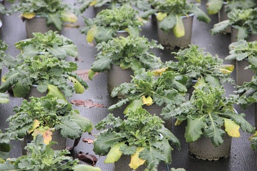 Fotorundgang 1 / 2021 Straelen