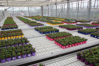 Fotorundgang 5 / 2021 Straelen