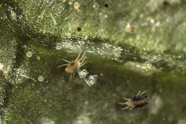 Fotorundgang 6 / 2021 Straelen