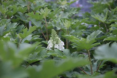 Fotorundgang 7 / 2021 Straelen