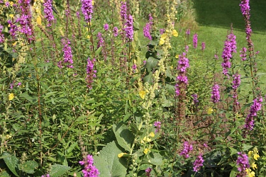 Fotorundgang 9 / 2021 Straelen