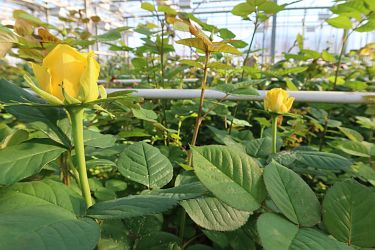 Fotorundgang 3 / 2022 Straelen